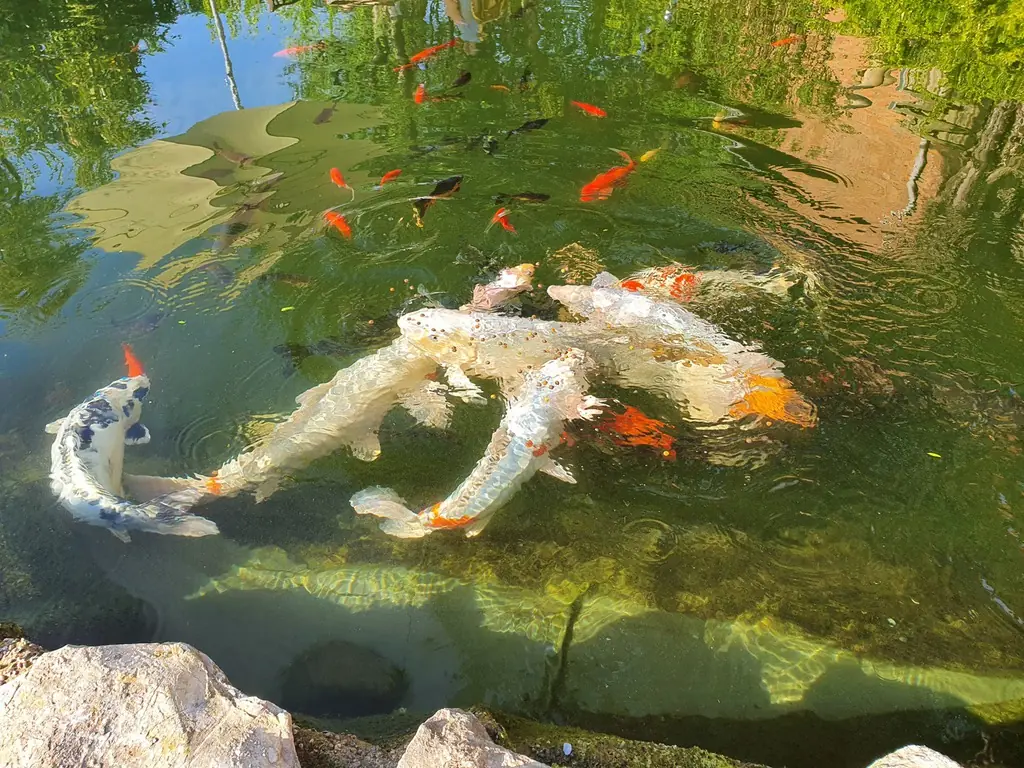 Kois im Gartenteich