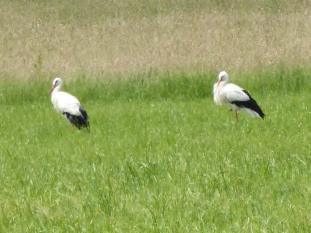 Störche auf einer Wiese bei Seeburg